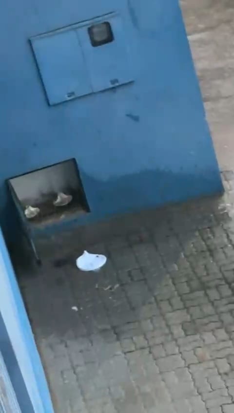 SAAE REGISTRA 47 OCORRÊNCIAS DE FURTOS DE HIDRÔMETROS NOS DOIS PRIMEIROS MESES DO ANO